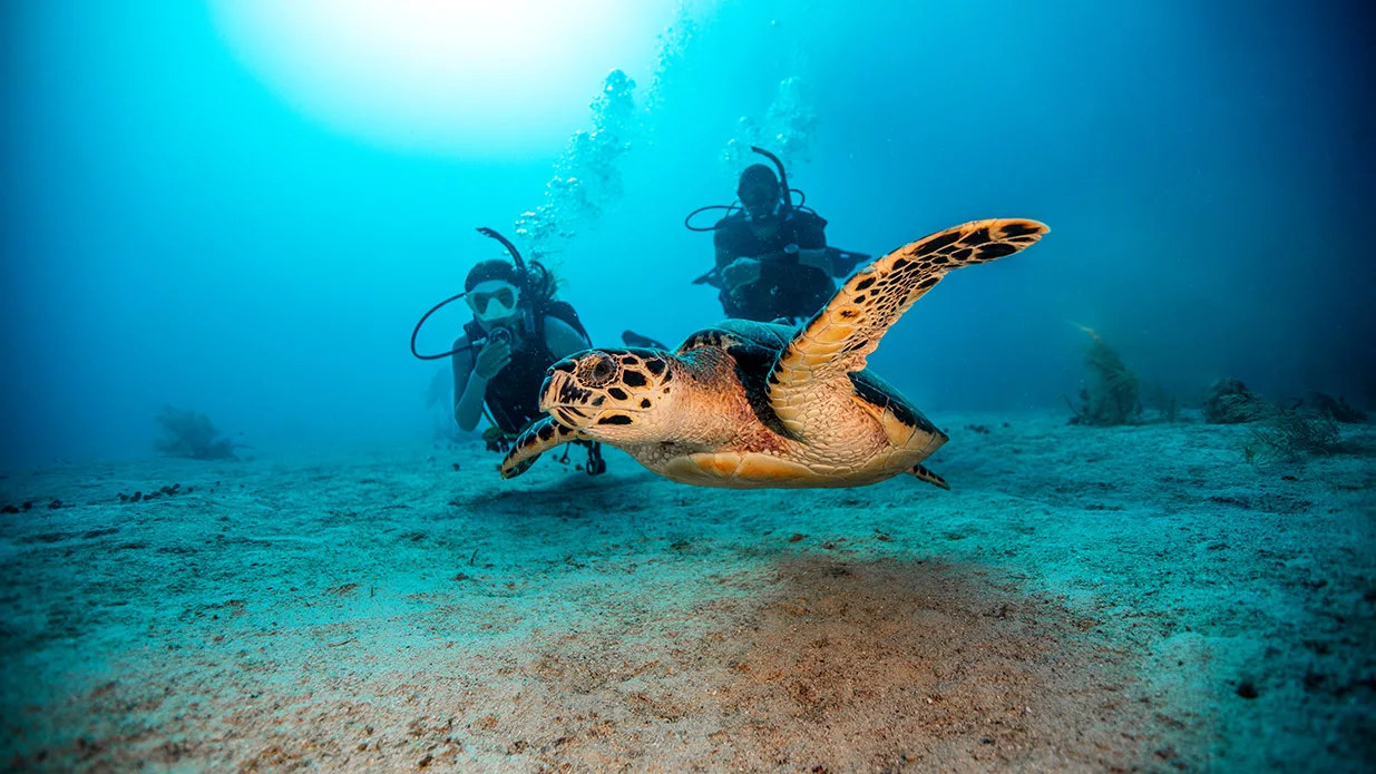 plongeurs observant une tortue