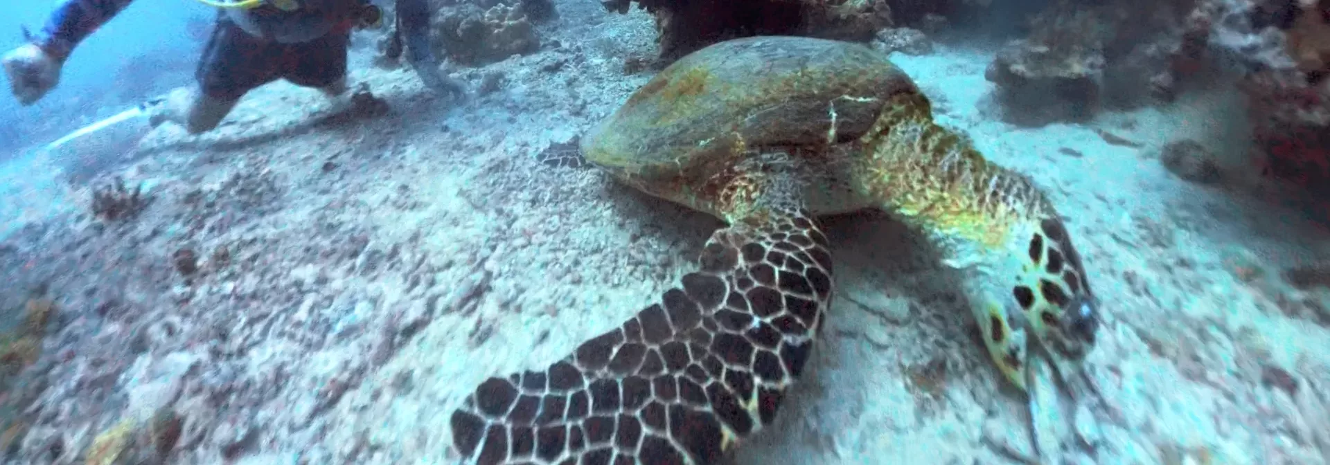 Photo d'une Tortue & Instructeur PADI à Boracay